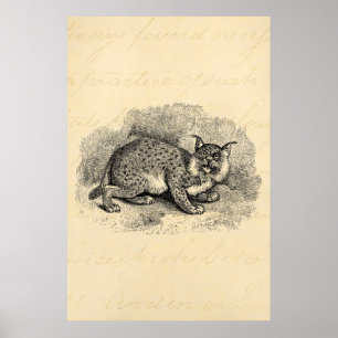 Affiche Illustration vintage de Lynx de chat de Bob de