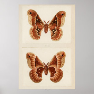 Affiche Illustration vintage de papillon