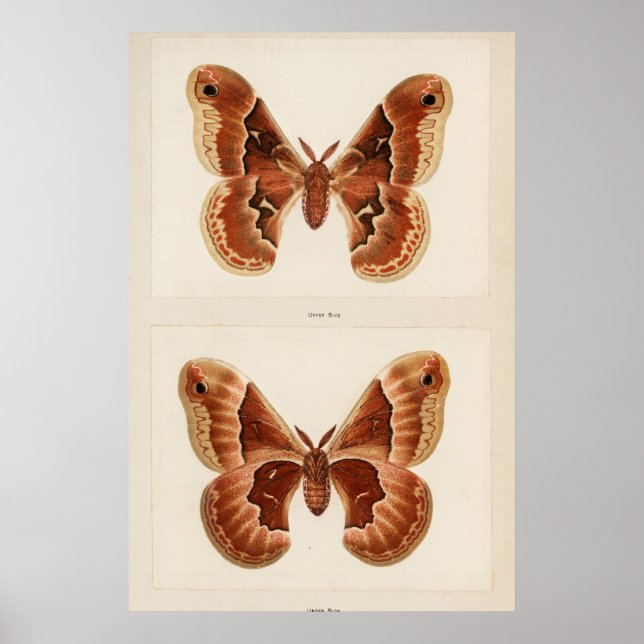 Affiche Illustration vintage de papillon (Devant)