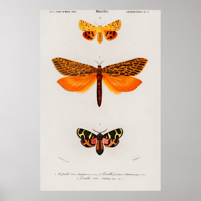Affiche Illustration vintage de papillon (Devant)