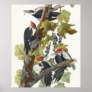 Affiche Illustration vintage de Pic à tête rouge d'Audubon