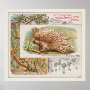 Affiche Illustration vintage de Porcupine (1890)