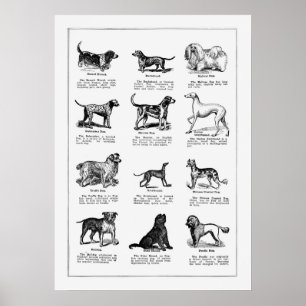 Affiche Illustration vintage de race de chien, Chiens rétr
