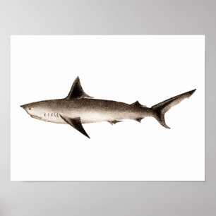 Affiche Illustration vintage de requins - Modèle Retro Sha