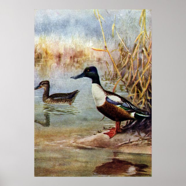 Affiche Illustration Vintage de Shoveler Ducks (Devant)