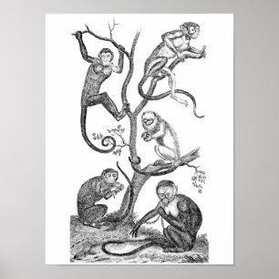 Affiche Illustration vintage de singe - Singes des années 