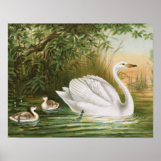 Affiche Illustration Vintage de "Whooper Swan"