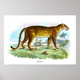 Affiche Illustration vintage des animaux léopards