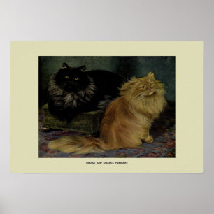 Affiche Illustration vintage des chats