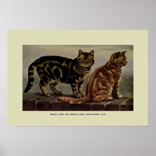 Affiche Illustration vintage des chats