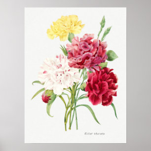 Affiche Illustration Vintage des fleurs