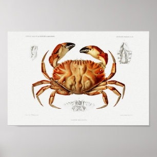 Affiche Illustration vintage des mollusques