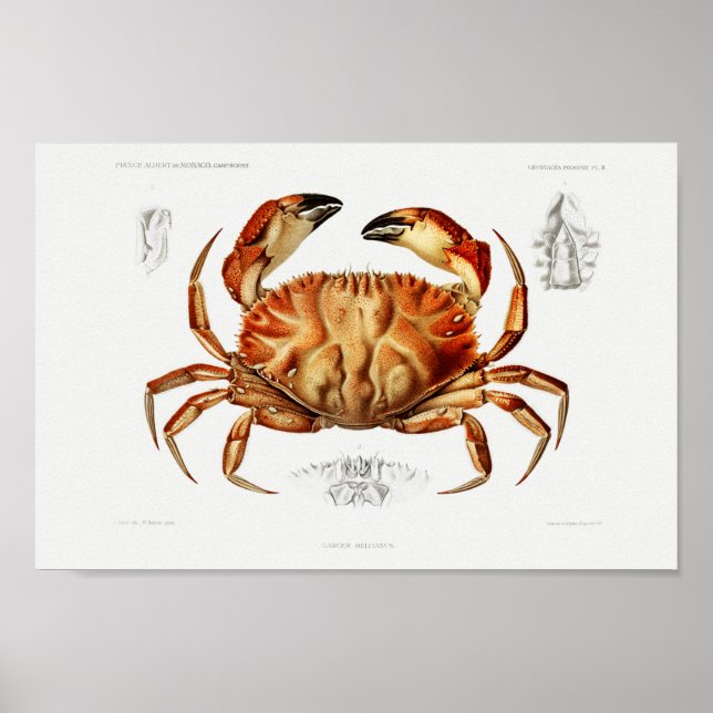 Affiche Illustration vintage des mollusques (Devant)