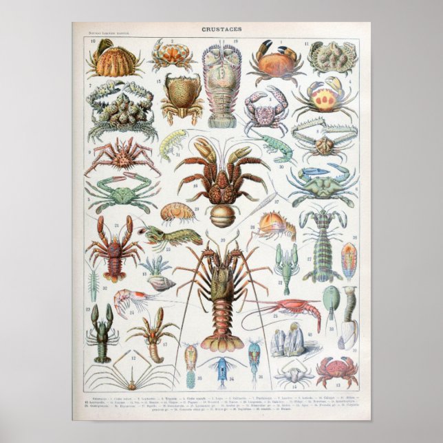 Affiche Illustration vintage des mollusques (Devant)