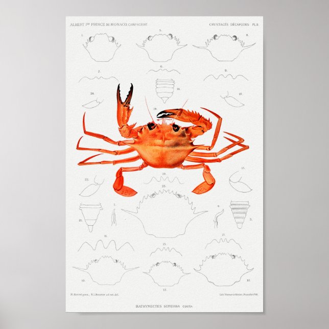 Affiche Illustration vintage des mollusques (Devant)