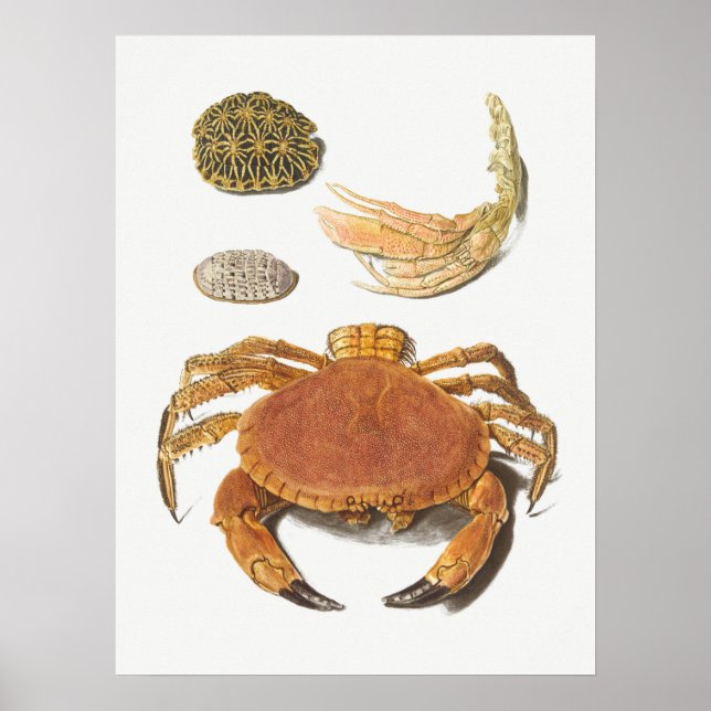 Affiche Illustration vintage des mollusques (Devant)