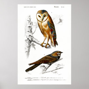 Affiche Illustration vintage des oiseaux