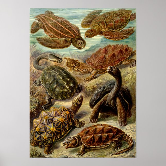 Affiche Illustration vintage des tortues (Devant)