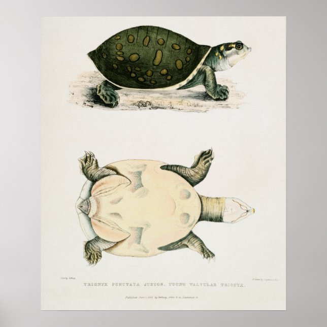 Affiche Illustration vintage des tortues (Devant)