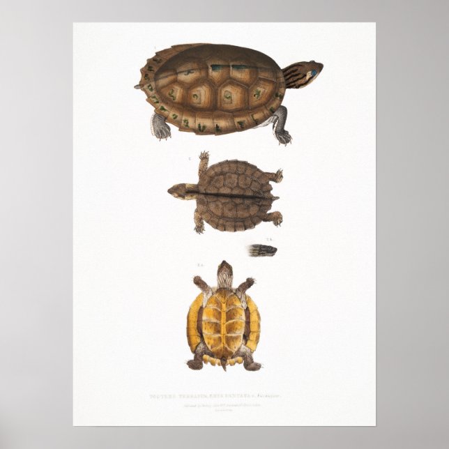 Affiche Illustration vintage des tortues (Devant)