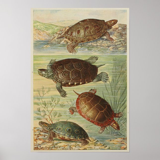 Affiche Illustration vintage des tortues (Devant)