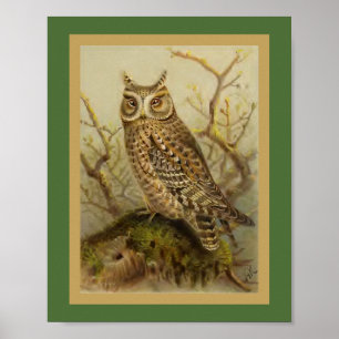 Affiche Illustration vintage d'oiseau de hibou de Scops