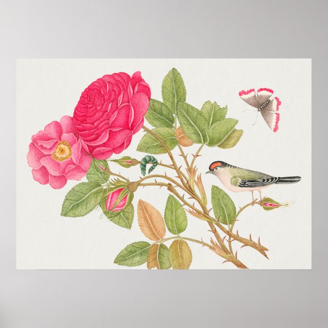 Affiche Illustration vintage d'oiseaux (Devant)