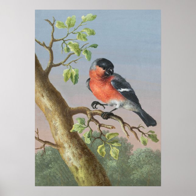 Affiche Illustration vintage d'oiseaux (Devant)