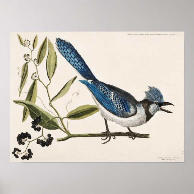 Affiche Illustration vintage d'oiseaux (Devant)