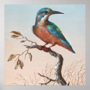 Affiche Illustration vintage d'oiseaux