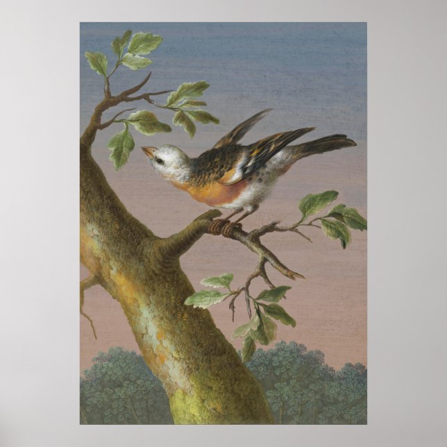 Affiche Illustration vintage d'oiseaux (Devant)