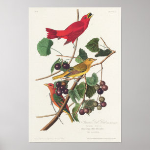 Affiche Illustration vintage d'oiseaux