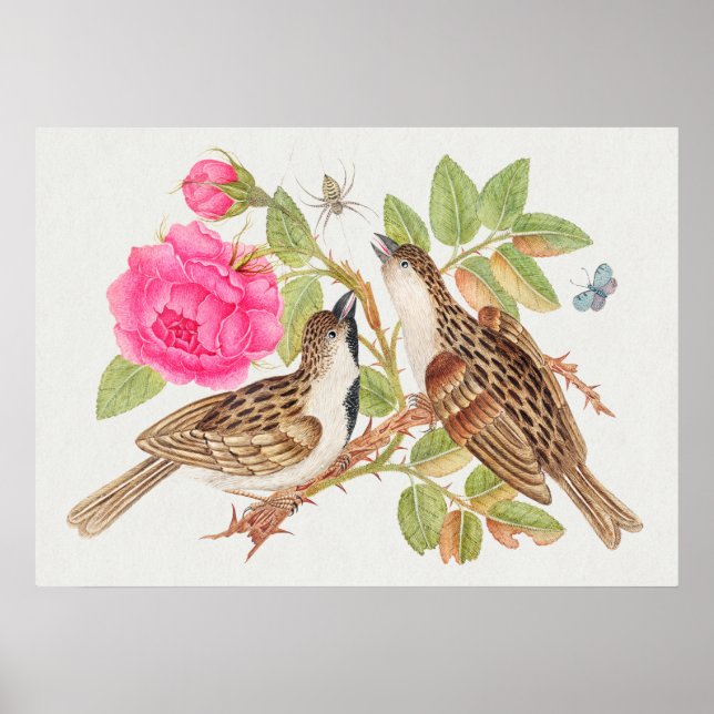 Affiche Illustration vintage d'oiseaux (Devant)