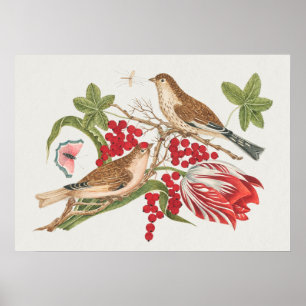 Affiche Illustration vintage d'oiseaux