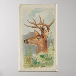 Affiche Illustration vintage du cerf de queue blanche (188