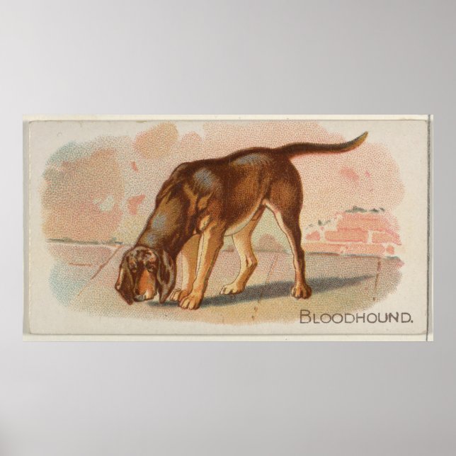 Affiche Illustration vintage du chien du sang (1890) (Devant)