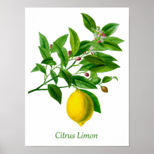 Affiche Illustration vintage du citron botanique