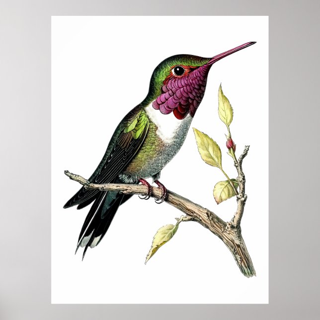 Affiche Illustration vintage du colibri d'Anna (Devant)