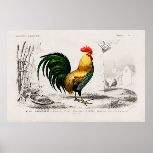 Affiche Illustration vintage du coq