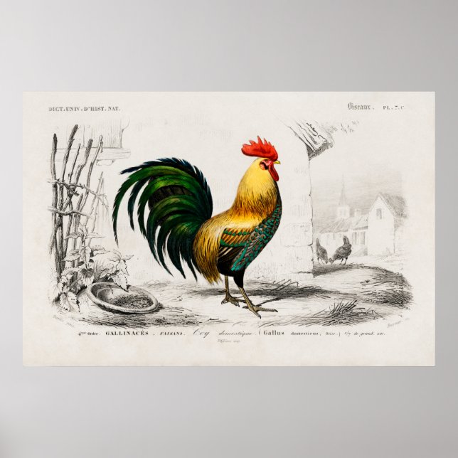 Affiche Illustration vintage du coq (Devant)