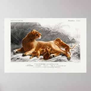 Affiche Illustration vintage du lion