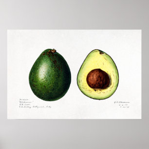 Affiche Illustration vintage du naturaliste d'Avocado