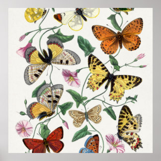 Affiche Illustration Vintage du papillon d'impression