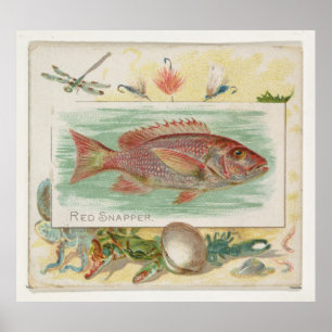 Affiche Illustration vintage du poisson de l'espèce Red Sn