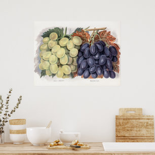 Affiche Illustration vintage du raisin