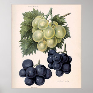 Affiche Illustration vintage du raisin
