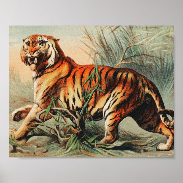 Affiche Illustration Vintage du tigre royal du Bengale (Devant)