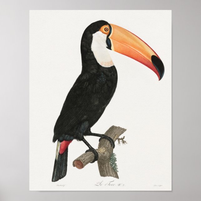 Affiche Illustration vintage du Toucan (Devant)