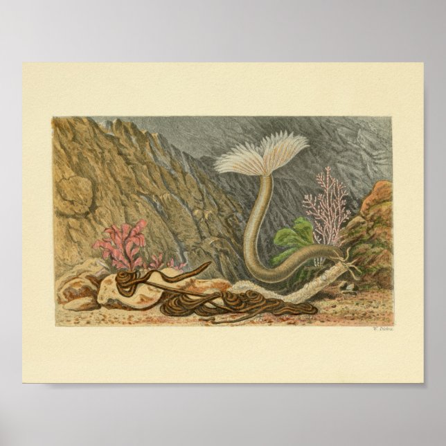 Affiche Illustration Vintage du tube Marine Life Imprimer (Devant)