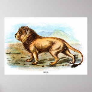 Affiche Illustration vintage d'un animal de lion